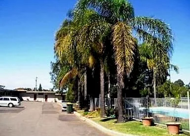 Palm trees along the car park at Mayfield Motel with the room row and pool fence beyond.